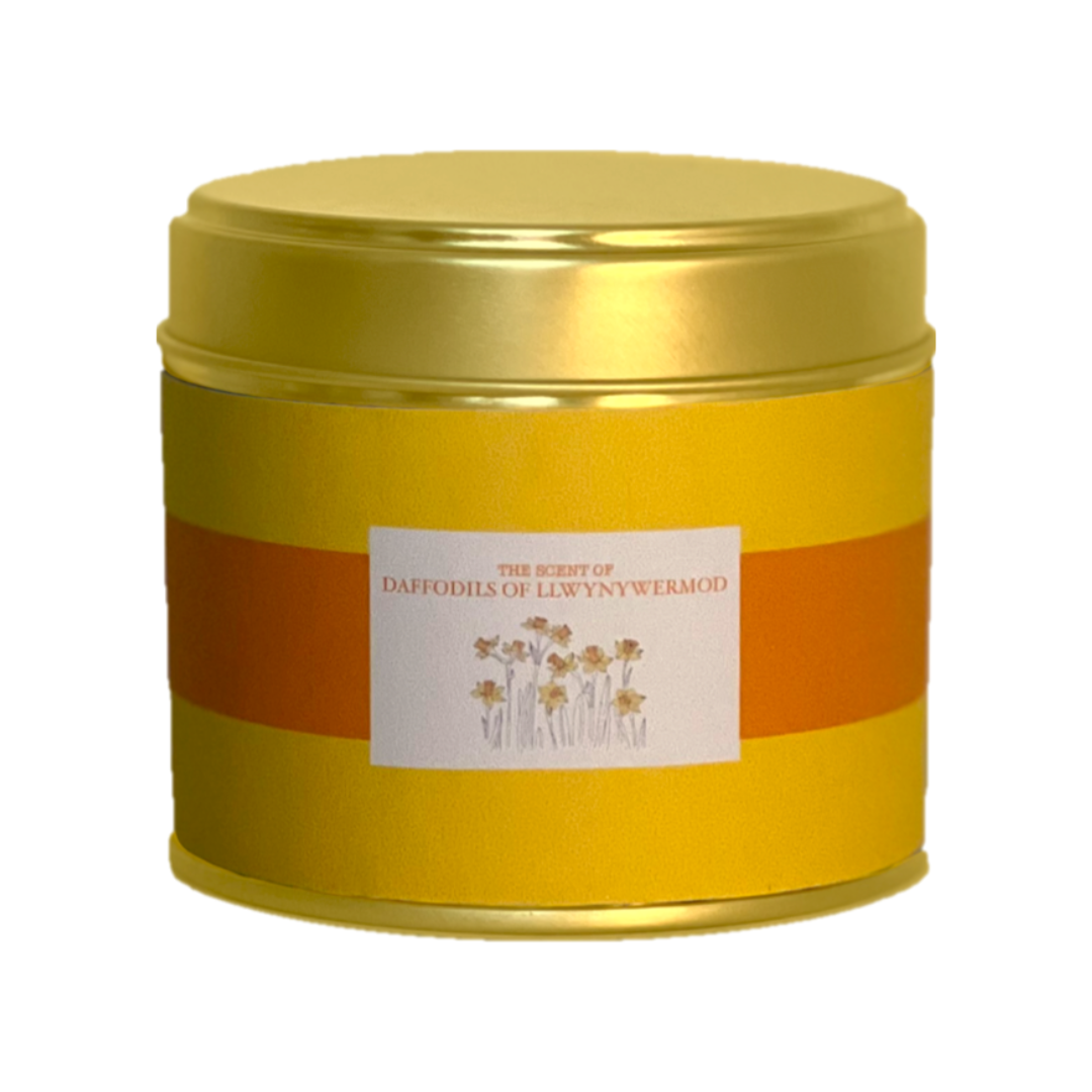 Daffodils Royal Candle